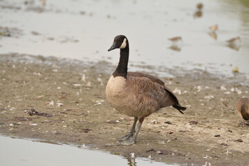 Canada Goose
