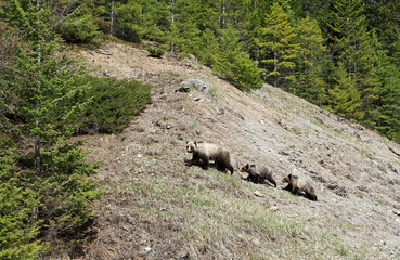 Grizzly family on the hill - Canada