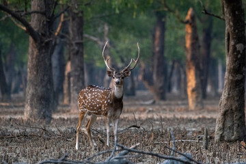 Spotted deer in sundarban forest