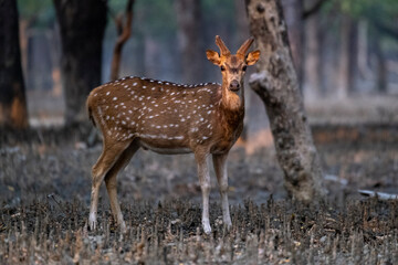 Spotted deer in sundarban forest