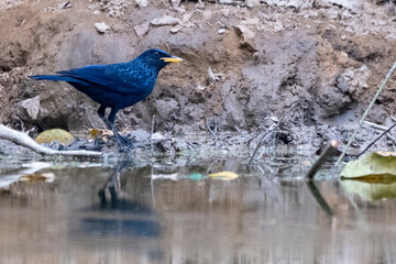 blue rock thrush bird, satchori forest from  sylhet, Bangladesh