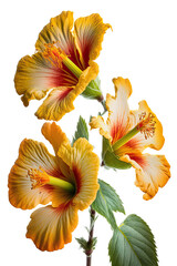 three isolated yellow, red, pink hibiscus flowers photo style, spring, decorative floral illustration, transparent background, png, horizontal, vertical, floral, tropical, generative ai