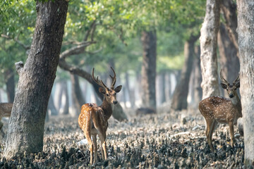 Spotted deer in sundarban forest