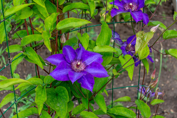 Beautiful purple clematis flowers in the garden. Among the green leaves - bright buds on a warm summer day