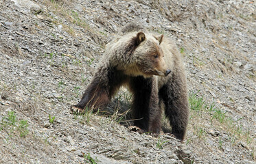 Fototapeta premium Mama Grizzly waiting for her cubs - Canada