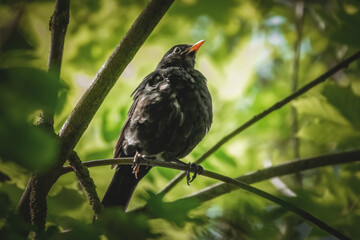 Amsel im Baum