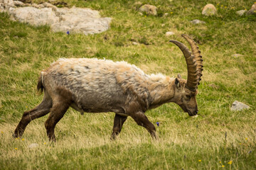 Naklejka na ściany i meble ibex on the meadow