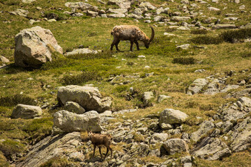The ibex and the chamois