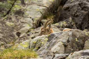 here is the young ibex