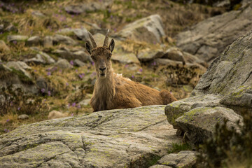 ibex on the edge