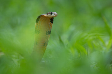 Portrait of an angry baby king cobra flaring its hood on a grass field with bokeh background 