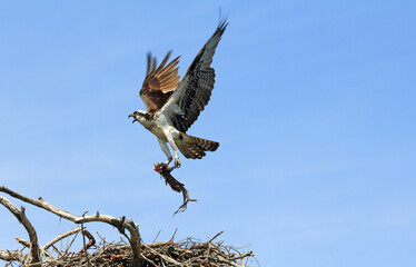 Osprey with a fish - Tennessee