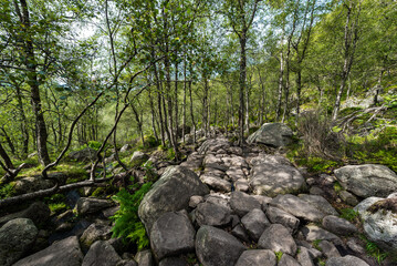 Stony Path Way in Norway Mountains. Old Tree and Green Grass.