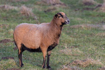 Fototapeta premium EIne Ziege Hübsche Ziege an einem Sonnigen Tag