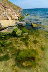 Stones near the shore, overgrown with Mytilaster mollusk and Enteromorpha green algae in Tiligul estuary, Ukraine