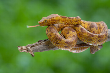 A male yellow flat nosed pit viper Craspedocephalus puniceus resting on a branch with bokeh background 