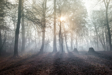 morning in the forest