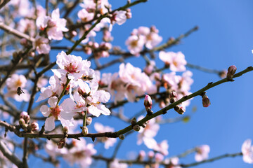 Almond tree in bloom. Spring flowers, Blossoming spring almond tree flowers on blue sky background, Copy Space.	