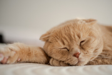 A cat sleeps on a bed with its paw on the end of its paw.