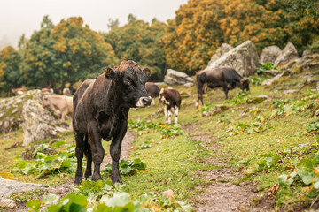 Herd of cattle bulls and cows on a green summer pasture in mountains in rainy weather