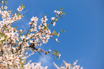 Almond tree in bloom. Spring flowers, Blossoming spring almond tree flowers on blue sky background, Copy Space.	
