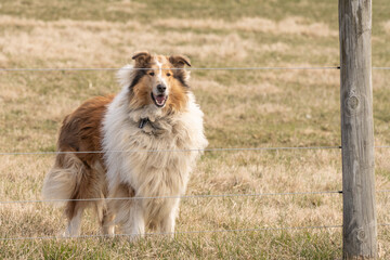 Fototapeta na wymiar Alert working collie dog in field looks through wire fence. 