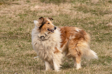 Obraz na płótnie Canvas Alert Collie standing guard in meadow