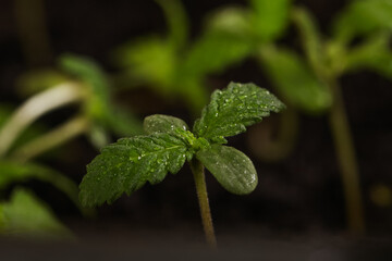 green leaves of cannabis sprout on black soil background