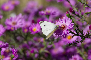 Small white butterfly (Pieris rapae) with open wings perched on a pink spanish daisy in Zurich, Switzerland