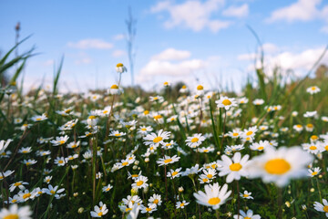 Wild daisy flowers growing on meadow, white chamomiles on blue cloudy sky background. Oxeye daisy, Leucanthemum vulgare, Daisies, Dox-eye, Common daisy, Dog daisy, Gardening concept.	