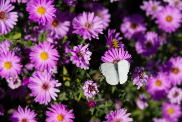 Obraz premium Green-veined white butterfly (pieris napi) perched on a pink spanish daisy in Zurich, Switzerland