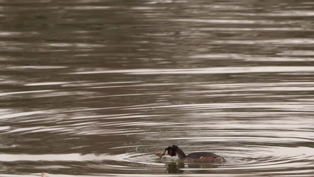 A great crested grebe (Podiceps cristatus) eating a flatfish