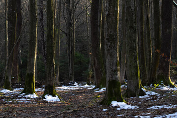 dark wild forest in the rays of the sun at sunset