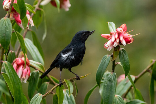 Picaflor sobre rama cerca a flor,  especie ave Diglossa albilatera