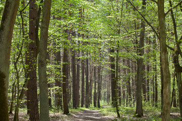 Spring forest landscape - beautiful sunny day with light green fresh leaves.