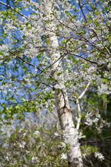 White cherry blossom -  beutiful flowers in the fruit orchard.