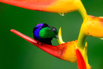 Colibrí Zafiro Coronado libando nectar de heliconia, Thalurania Colombica © Julilop7