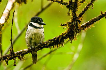 Ave Bobito posado en rama con líquenes en el bosque húmedo tropical, Notharchus tectus