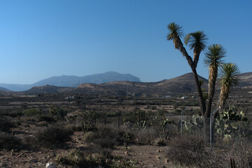 Desert landscape in beautiful state of Mexico