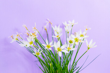 Lush flowering Zephyranthes candida houseplant. White buds with delicate petals and yellow stamens. Lilac background. Copy space.