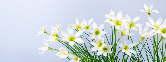 White buds of flowering Zephyranthes candida with delicate petals and yellow stamens. Arctic blue background.