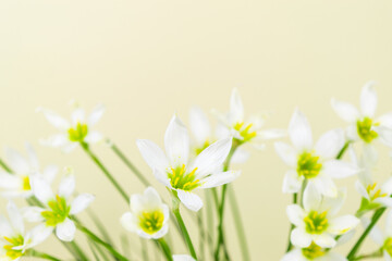 White buds of flowering Zephyranthes candida with delicate petals and yellow stamens. Yellow background. Copy space.
