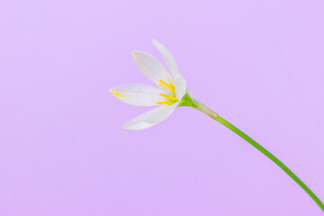 Zephyranthes candida flower on a green stem. White bud with delicate petals and yellow stamens....
