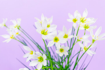 Obraz na płótnie Canvas White buds of flowering Zephyranthes candida with delicate petals and yellow stamens. Lilac background. Copy spsce.