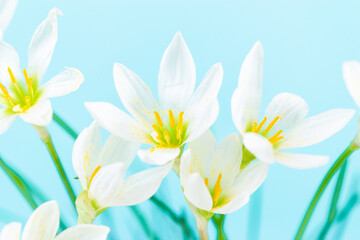 White buds of flowering Zephyranthes candida with delicate petals and yellow stamens. Blue background. Copy space.