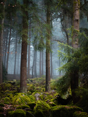 Dark foggy forest view - 579486953