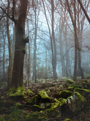 Moss covered stones in a dark foggy forest in winter - 579487198