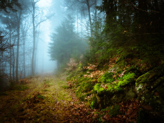 Grass covered track along a dark foggy forest - 579487313