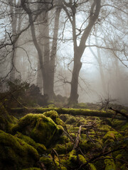 Moss covered stones and old trees in a cold winter forest - 579487565