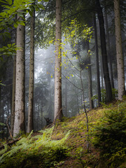 Young tree among old ones in a foggy forest - 579487757